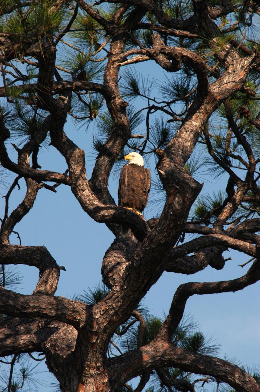 KENNEDY SPACE CENTER, FLA. --    From a branch in a tall pine tree near S.R. 3 on Kennedy Space Center , a female bald eagle strikes a familiar pose as she surveys her surroundings. There are a dozen active nests of bald eagles throughout the Merritt Island National Wildlife Refuge, which shares a boundary with the Center.  Eagles' habitats are near lakes, rivers, marshes and seacoasts.  Nests are masses of sticks, usually in the top of a tall tree.  Even though they are fish eaters, bald eagles will take whatever prey is available and easiest to obtain. Bald eagles that live along the coast and on major lakes and rivers feed mainly on fish.  Photo credit: NASA/George Shelton