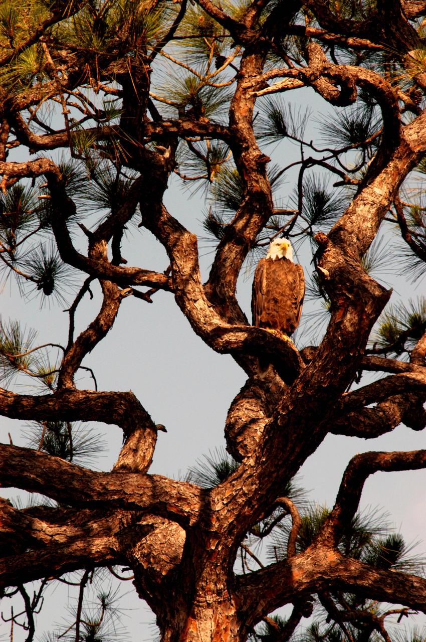KENNEDY SPACE CENTER, FLA. --   A female bald eagle looks over her surroundings from the perspective of a tall pine tree near S.R. 3 on Kennedy Space Center. There are a dozen active nests of bald eagles throughout the Merritt Island National Wildlife Refuge, which shares a boundary with the Center.  Eagles' habitats are near lakes, rivers, marshes and seacoasts.  Nests are masses of sticks, usually in the top of a tall tree.  Even though they are fish eaters, bald eagles will take whatever prey is available and easiest to obtain. Bald eagles that live along the coast and on major lakes and rivers feed mainly on fish.  Photo credit: NASA/George Shelton