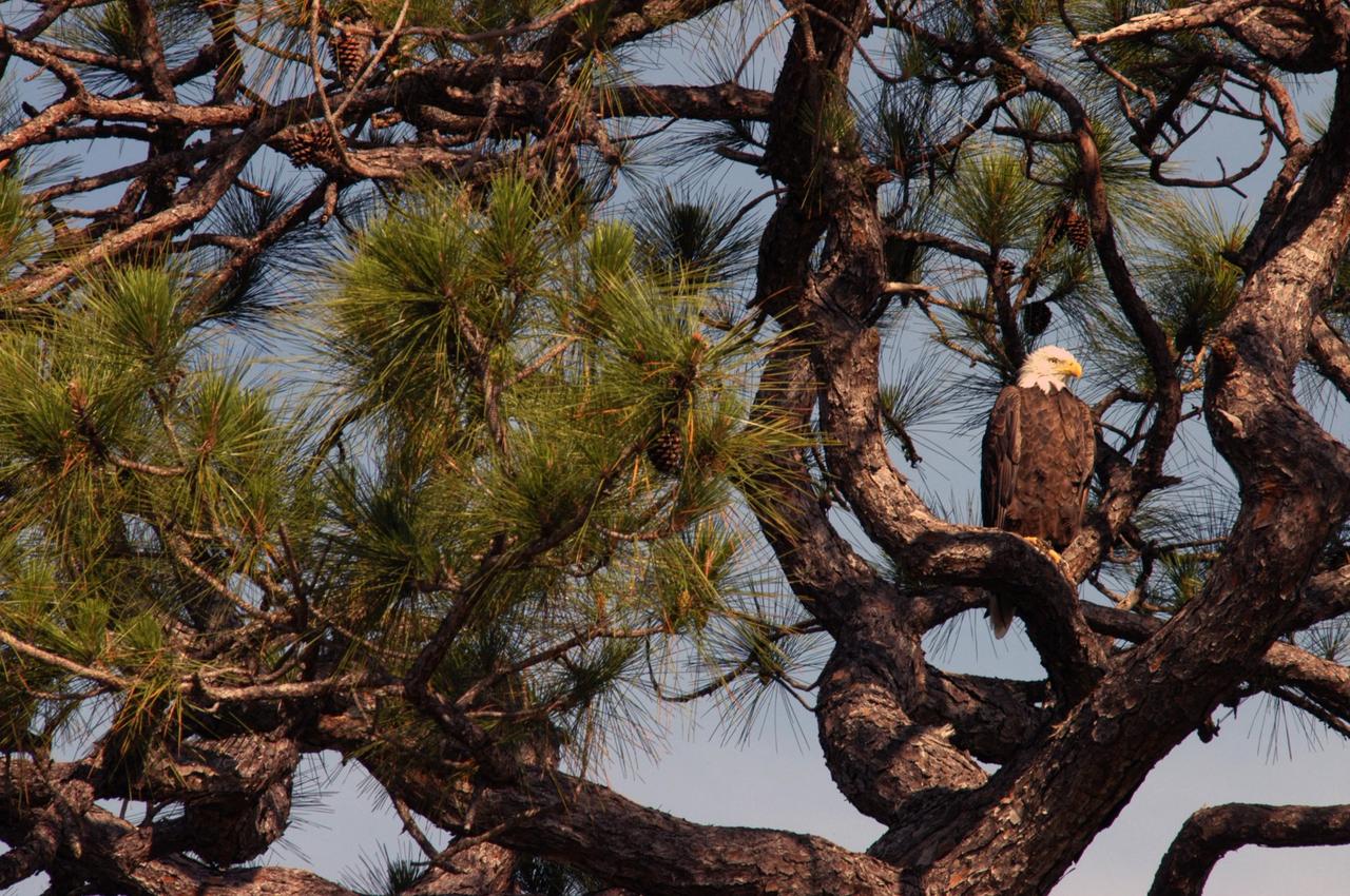 KENNEDY SPACE CENTER, FLA. --   From a branch in a tall pine tree near S.R. 3 on Kennedy Space Center, a female bald eagle gives a wary look toward the photographer.  There are a dozen active nests of bald eagles throughout the Merritt Island National Wildlife Refuge, which shares a boundary with the Center.  Eagles' habitats are near lakes, rivers, marshes and seacoasts.  Nests are masses of sticks, usually in the top of a tall tree.  Even though they are fish eaters, bald eagles will take whatever prey is available and easiest to obtain. Bald eagles that live along the coast and on major lakes and rivers feed mainly on fish.  Photo credit: NASA/George Shelton
