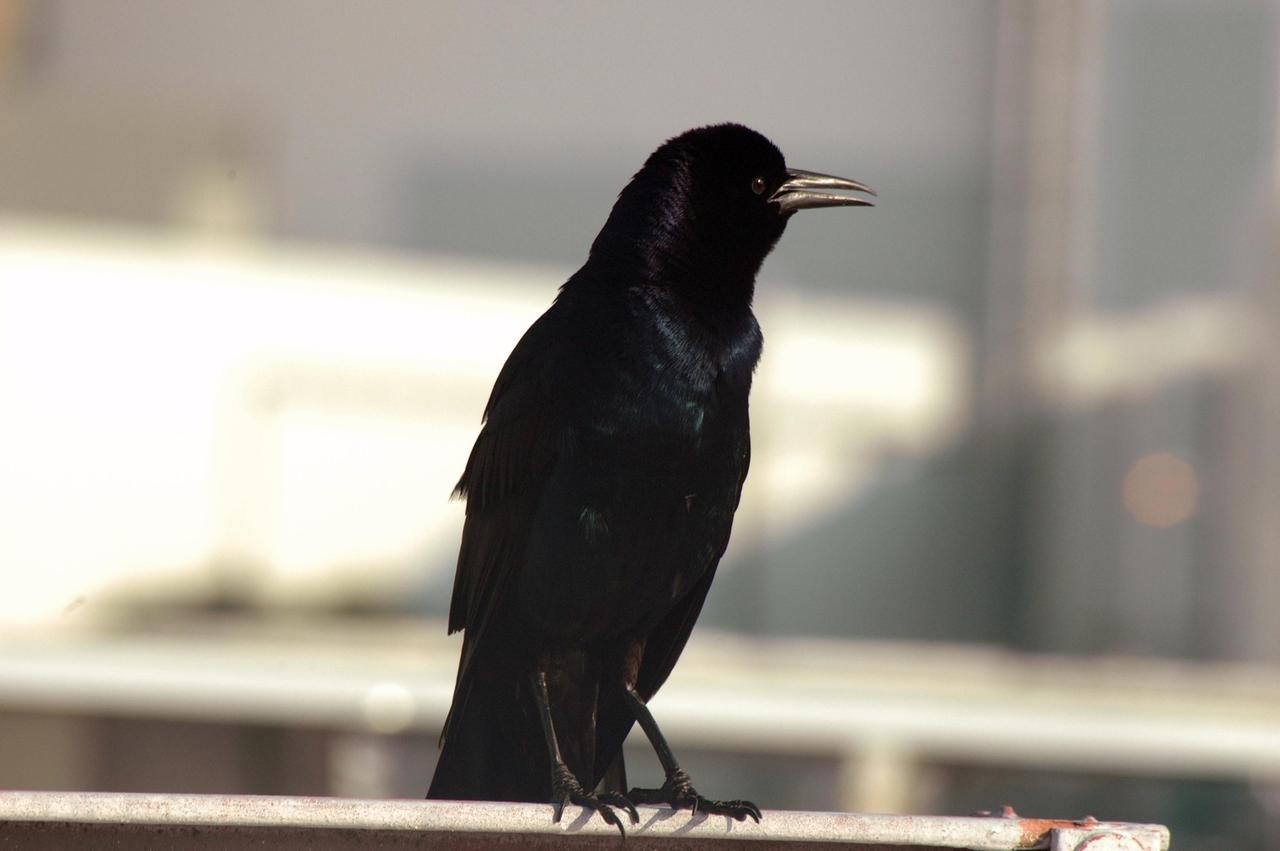 KENNEDY SPACE CENTER, FLA. -   This black bird photographed at the Press Site at NASA's Kennedy Space Center is likely a fish crow, somewhat smaller than the American Crow.  Fish crows inhabit low coastal country, as well as lakes, rivers and swamps inland.  They are common around KSC.  The Center shares a boundary with the Merritt Island National Wildlife Refuge, which is a habitat for more than 310 species of birds, 25 mammals, 117 fishes and 65 amphibians and reptiles. In addition, the Refuge supports 19 endangered or threatened wildlife species on Federal or State lists, more than any other single refuge in the U.S.  Photo credit: NASA/Ken Thornsley