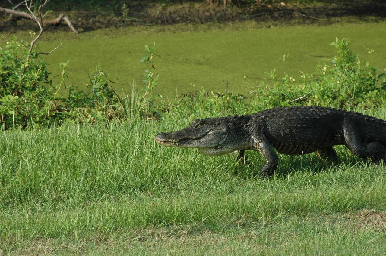 KENNEDY SPACE CENTER, FLA. - This alligator is on the move next to a canal at the Press Site at NASA's Kennedy Space Center. It may be on the hunt for food or for love (May and June are mating season on the Space Coast). Alligators are plentiful in the canals, ponds and marshes around the Center, which shares a boundary with the Merritt Island National Wildlife Refuge. The Refuge is a habitat for more than 310 species of birds, 25 mammals, 117 fishes and 65 amphibians and reptiles. In addition, the Refuge supports 19 endangered or threatened wildlife species on Federal or State lists, more than any other single refuge in the U.S. Photo credit: NASA/Ken Thornsley