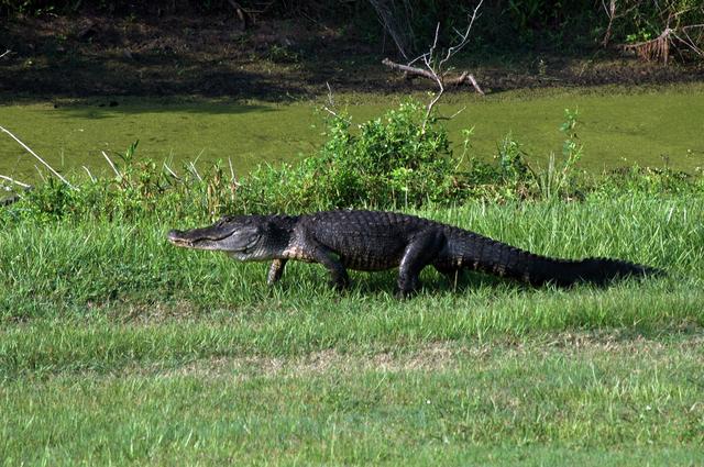 NASA image: KSC-06pd0997
