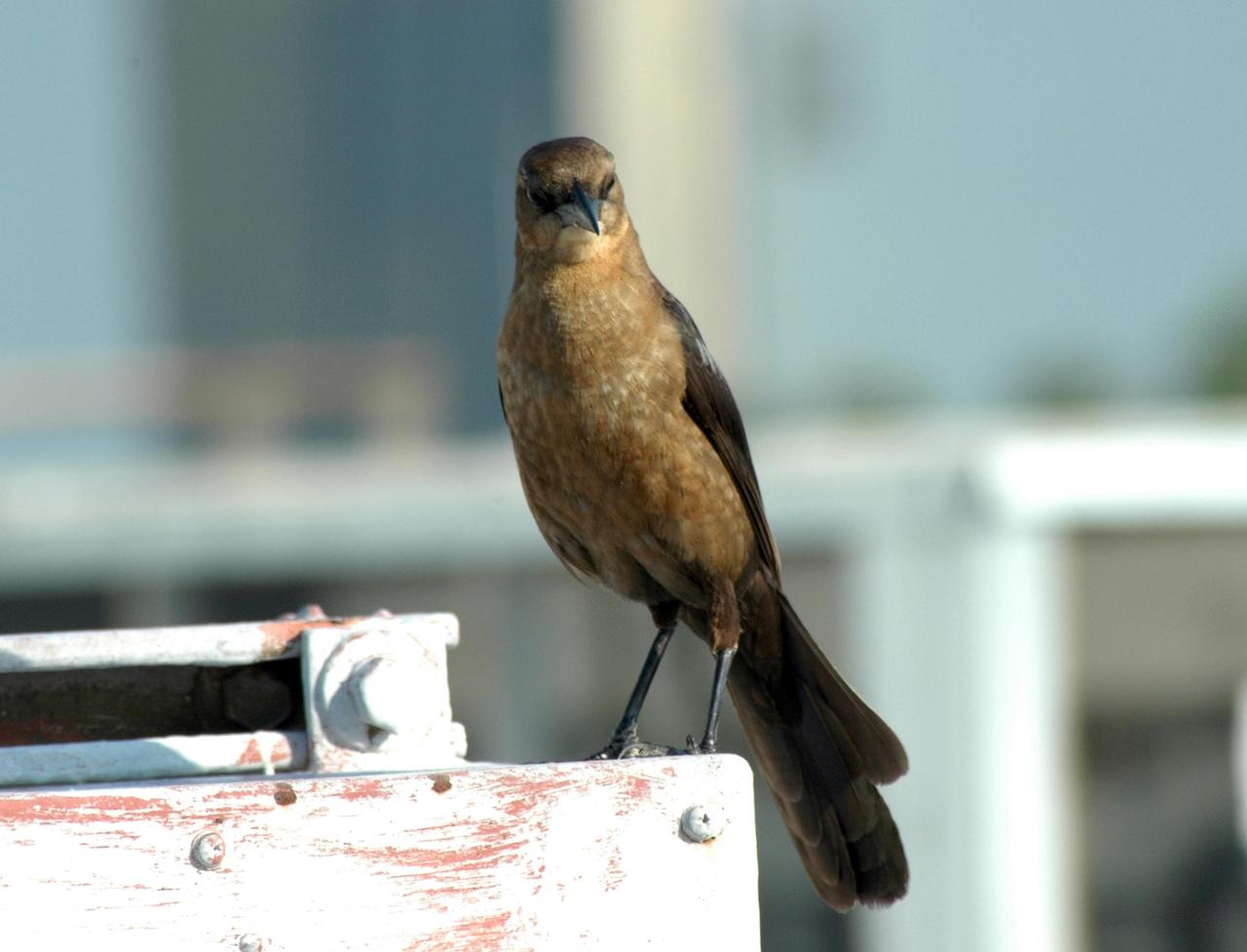KENNEDY SPACE CENTER, FLA. -   This is a female boat-tailed grackle, which is prominently seen around NASA's Kennedy Space Center. Males are an iridescent, purple-black color. Boat-tailed grackles are resident along the eastern and Gulf coasts of the United States, from New York to southeastern Texas, and throughout much of Florida.  Primarily a coastal species of the salt and brackish marsh, in Florida it is also found near lakes, rivers, and freshwater marshes. It is commonly found in urban environments.  The Center shares a boundary with the Merritt Island National Wildlife Refuge, which is a habitat for more than 310 species of birds, 25 mammals, 117 fishes and 65 amphibians and reptiles. In addition, the Refuge supports 19 endangered or threatened wildlife species on Federal or State lists, more than any other single refuge in the U.S.  Photo credit: NASA/Ken Thornsley