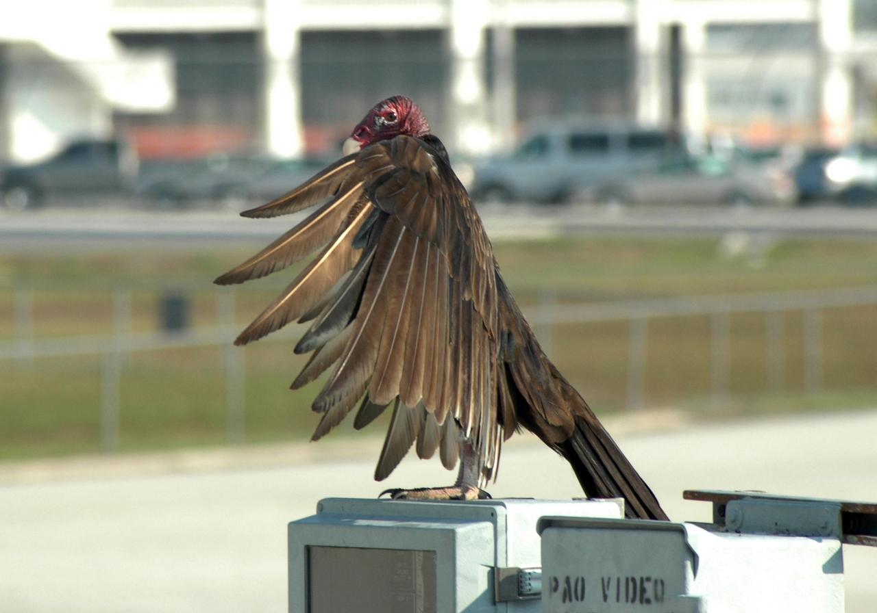 KENNEDY SPACE CENTER, FLA. -    A turkey vulture appears to hide from the camera at a site near the NASA News Center at Kennedy Space Center.  A wide-ranging bird, it is seen throughout Florida and the Space Coast.  It is a common site around KSC.  The Center, which shares a boundary with the Merritt Island National Wildlife Refuge, is a habitat for more than 310 species of birds, 25 mammals, 117 fishes and 65 amphibians and reptiles. In addition, the Refuge supports 19 endangered or threatened wildlife species on Federal or State lists, more than any other single refuge in the U.S.  Photo credit: NASA/Ken Thornsley