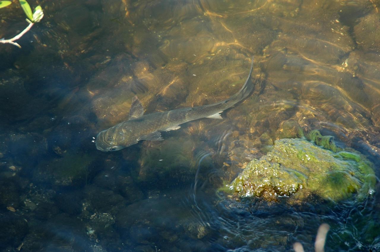 KENNEDY SPACE CENTER, FLA. -    In the turn basin near the NASA News Center swims a large fish, perhaps witness to the arrival today of the external fuel tank  that will launch Space Shuttle Atlantis on the next shuttle mission, STS-115. The tank, designated ET-118, was shipped from the Michoud Assembly Facility in New Orleans.  The area is part of the Merritt Island National Wildlife Refuge, which shares a boundary with the center.  The wildlife refuge is a habitat for more than 117 fishes, as well as 310 species of birds, 25 mammals and 65 amphibians and reptiles. In addition, the Refuge supports 19 endangered or threatened wildlife species on Federal or State lists, more than any other single refuge in the U.S.  Photo credit: NASA/Kim Shiflett