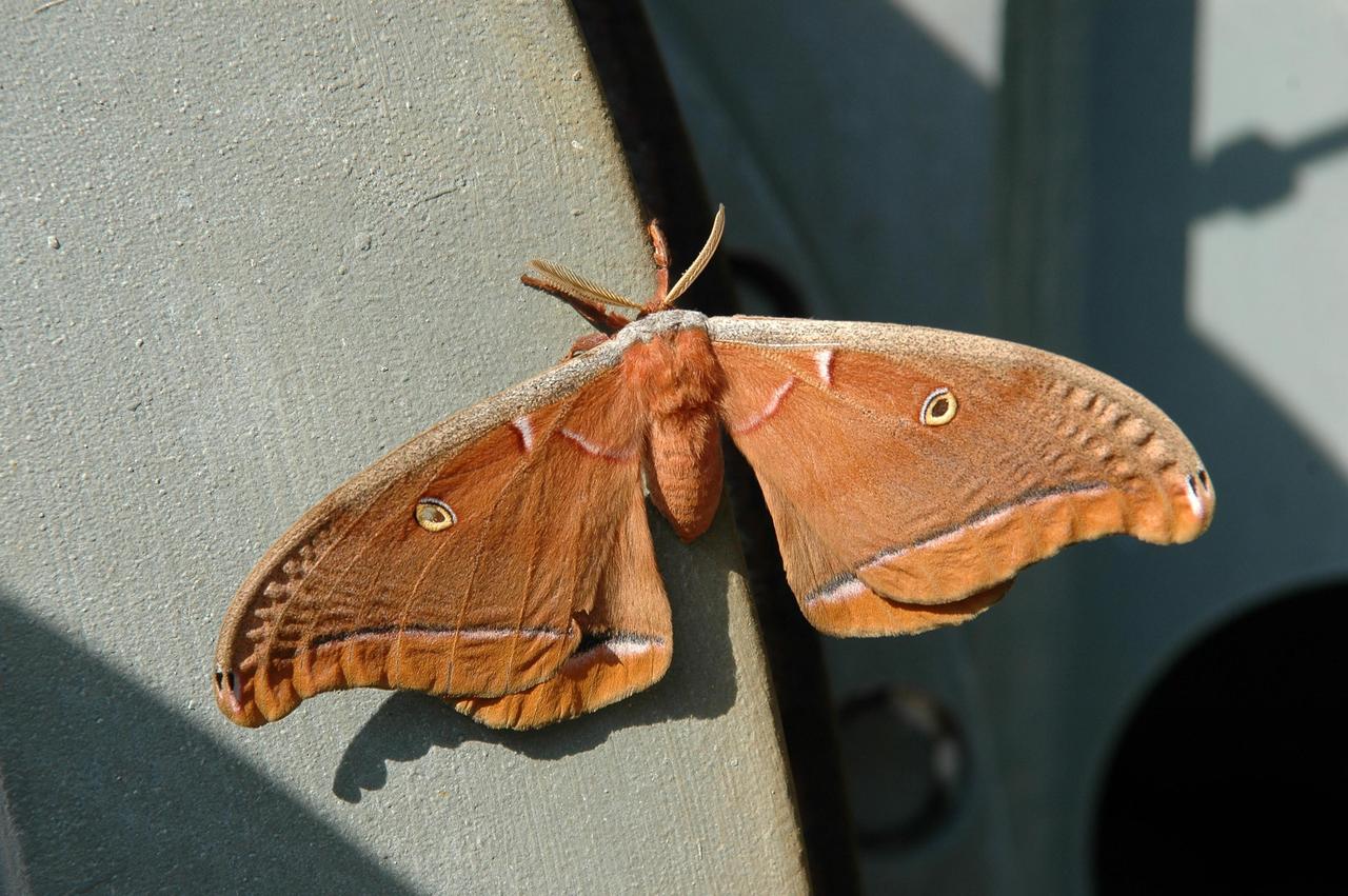 KENNEDY SPACE CENTER, FLA. - During solid rocket booster lifting operations on Launch Pad 17-B at Cape Canaveral Air Force Station in Florida, a moth is spotted resting on a structure, oblivious to the action around it. The SRB will be mated with the Boeing Delta II rocket already in place. The Delta rocket is the launch vehicle for NASA's Solar Terrestrial Relations Observatory (STEREO). Preparations are under way for a liftoff no earlier than Aug. 1. STEREO consists of two spacecraft whose mission is the first to take measurements of the sun and solar wind in 3-D. This new view will improve our understanding of space weather and its impact on the Earth. Photo credit: NASA/Kim Shiflett