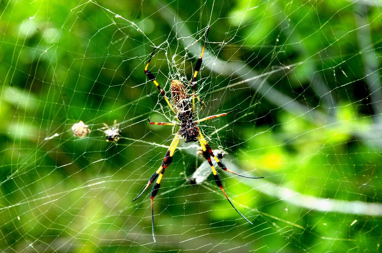 KENNEDY SPACE CENTER, FLA. -   Among the palmettos near a road in NASA's Kennedy Space Center, a large web supports this female Golden-silk Spider, along with the considerably smaller male in front of her (more visible in an enlargement).   Golden-silk spiders  build a roundish web, with an orb-shaped center like a fishnet.  Like the spider, the silk is bright yellow, leading to the alternate reference of "banana spider."   In Florida, a single golden-silk spider can place a web across a 12-foot wide trail overnight. It is frequently about 6 to 9 feet above the ground and normally has an area from 8 to 36 square feet.  They eat almost all insects; their natural enemies are wasps.   Golden-silk spiders are found in Florida to the Carolinas, the West Indies, Central and South America. Photo credit: NASA/Ken Thornsley