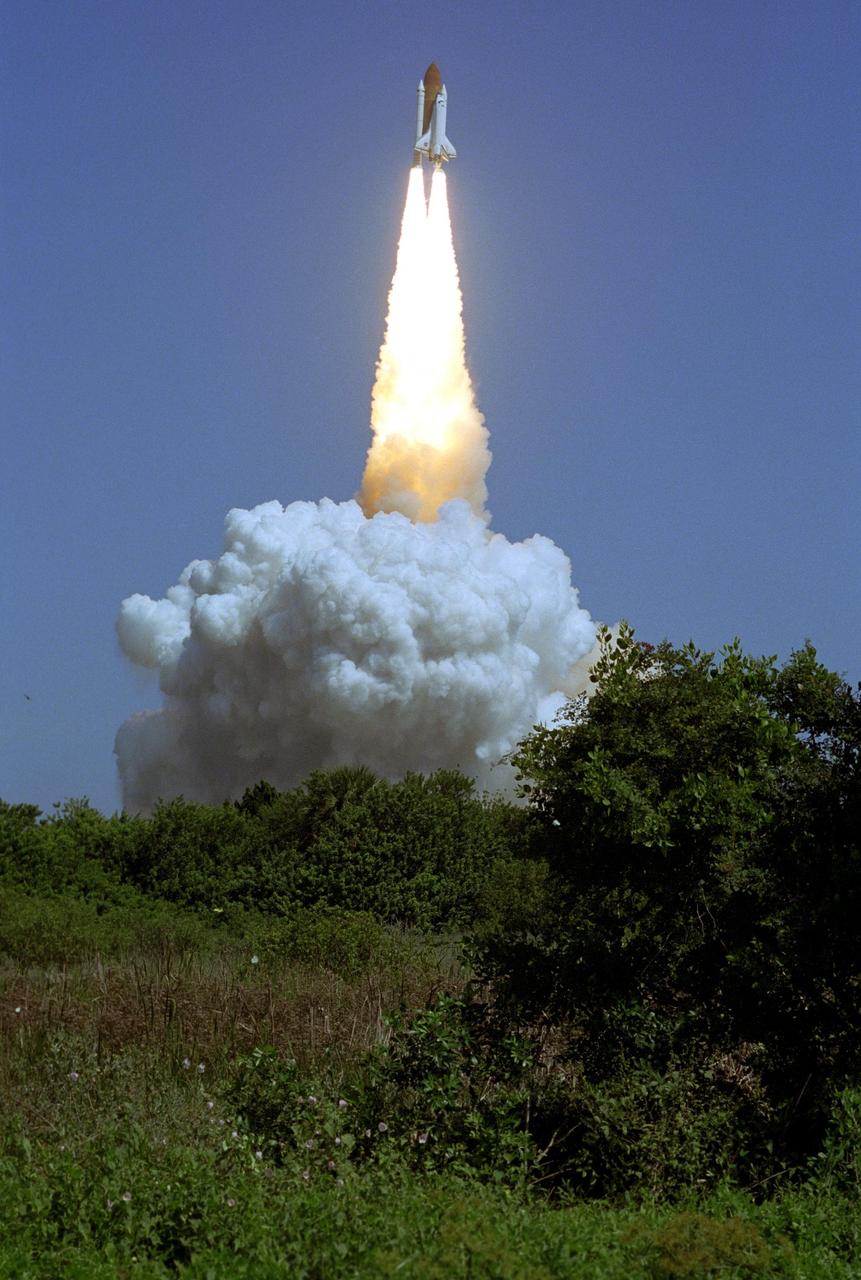 KENNEDY SPACE CENTER, FLA. - Space Shuttle Atlantis appears to spring out of the shrubbery near Launch Pad 39B. Atlantis is heading for a rendezvous with the International Space Station on mission STS-115. Liftoff was on-time at 11:14:55 a.m. EDT. After several launch attempts were scrubbed due to weather and technical concerns, this launch was executed perfectly. Mission STS-115 is the 116th space shuttle flight, the 27th flight for orbiter Atlantis, and the 19th U.S. flight to the International Space Station. During the mission, Atlantis' astronauts will deliver and install the 17.5-ton, bus-sized P3/P4 integrated truss segment on the station. The girder-like truss includes a set of giant solar arrays, batteries and associated electronics and will provide one-fourth of the total power-generation capability for the completed station. STS-115 is scheduled to last 11 days with a planned landing at KSC