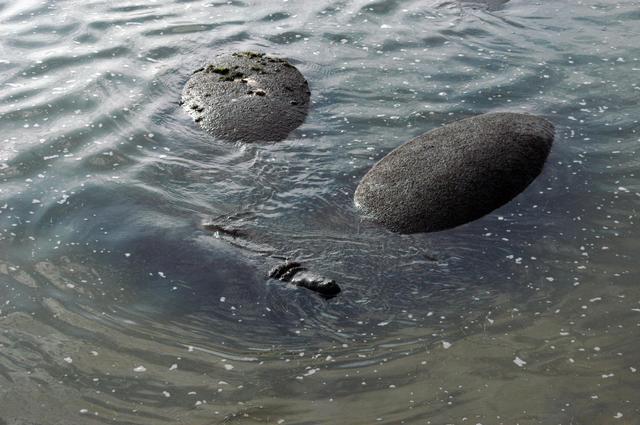 NASA image: Manatees at the KSC Wildlife Refuge