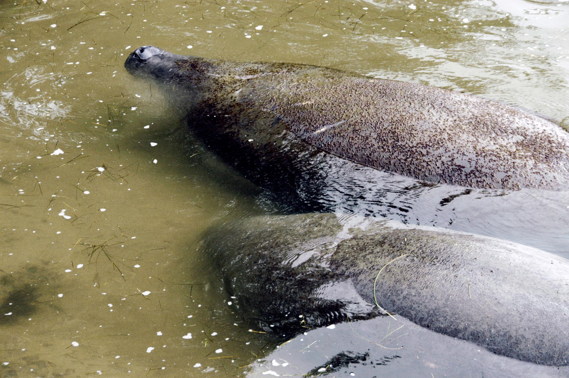 Manatees gather in the shallows of Banana Creek inside NASA's Kennedy Space Center. Manatees live in Florida's warm-water rivers and inland springs. The Florida manatee feeds on more than 60 varieties of grasses and plants. Manatee cows give birth about once every three years. Gestation lasts about 12 months. KSC shares a boundary with the Merritt Island National Wildlife Refuge, which encompasses 92,000 acres that are a habitat for more than 331 species of birds, 31 mammals, 117 fishes, and 65 amphibians and reptiles.