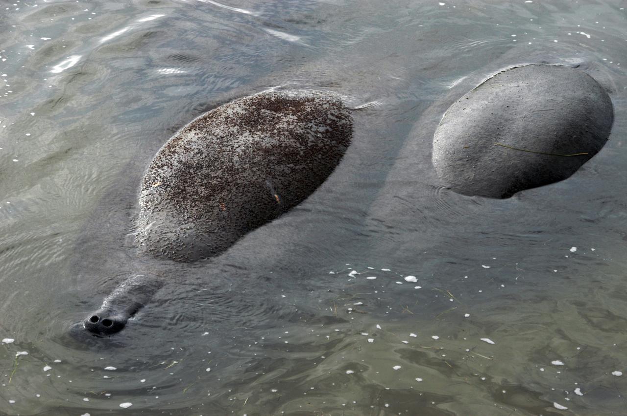 Manatees gather in the Banana Creek inside NASA's Kennedy Space Center. Manatees live in Florida's warm-water rivers and inland springs. The Florida manatee feeds on more than 60 varieties of grasses and plants. Manatee cows give birth about once every three years. Gestation lasts about 12 months. KSC shares a boundary with the Merritt Island National Wildlife Refuge, which encompasses 92,000 acres that are a habitat for more than 331 species of birds, 31 mammals, 117 fishes, and 65 amphibians and reptiles. 