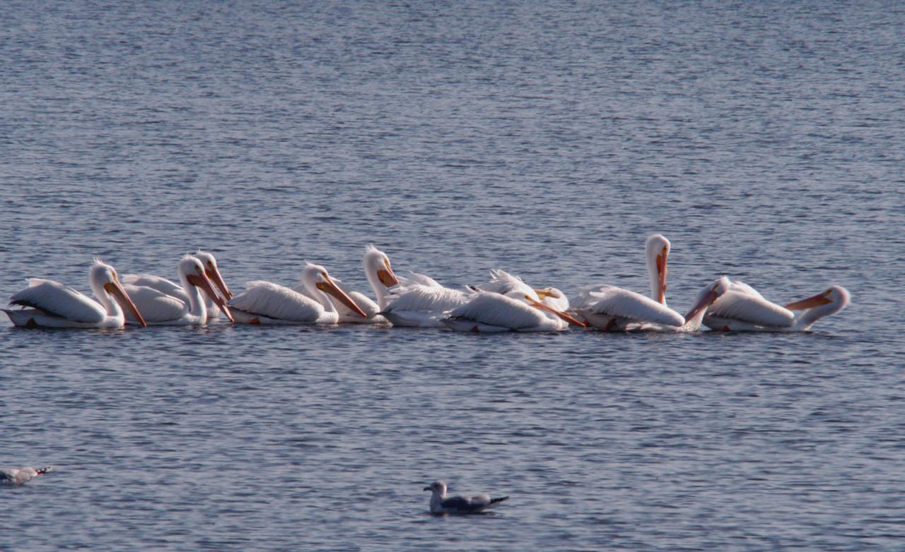 White pelicans form a line while swimming in the turn basin near the Vehicle Assembly Building of NASA's Kennedy Space Center. The turn basin was carved out of the Banana River when Kennedy Space Center was built. White pelicans winter from Florida and southern California to Panama, chiefly in coastal lagoons, and usually in colonies. KSC shares a boundary with the Merritt Island Wildlife Nature Refuge. The refuge is a habitat for more than 310 species of birds, 25 mammals, 117 fishes and 65 amphibians and reptiles. In addition, the Refuge supports 19 endangered or threatened wildlife species on Federal or State lists, more than any other single refuge in the U.S. 