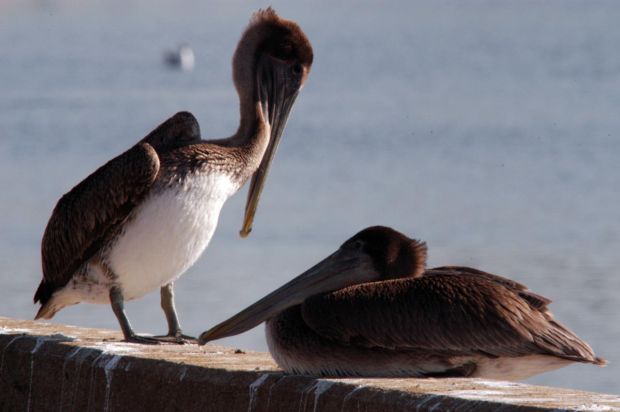 A pair of brown pelicans rest on a wall near the turn basin at NASA's Kennedy Space Center. The turn basin was carved out of the Banana River when KSC was built. The birds' habitat is sandy coastal beaches and lagoons, ranging along the Atlantic Coast from North Carolina south to Venezuela. It nests in colonies. KSC shares a boundary with the Merritt Island Wildlife Nature Refuge. The refuge is a habitat for more than 310 species of birds, 25 mammals, 117 fishes and 65 amphibians and reptiles. In addition, the Refuge supports 19 endangered or threatened wildlife species on Federal or State lists, more than any other single refuge in the U.S.