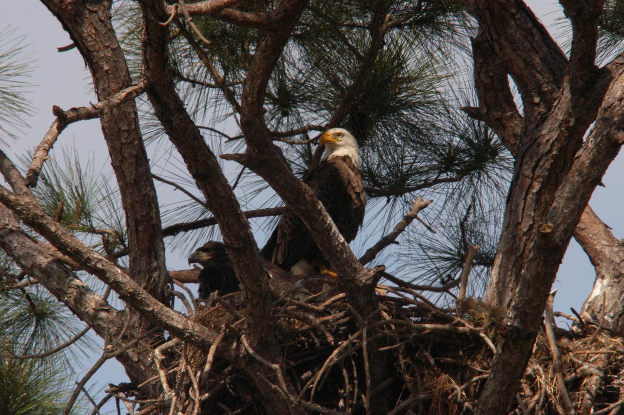 High in a pine tree at NASA's Kennedy Space Center, an adult bald eagle (right) and a fledgling keep watch from their nest. There are approximately a dozen active bald eagle nests both in KSC and in the Merritt Island National Wildlife Refuge, which surrounds KSC. The refuge includes several wading bird rookeries, many osprey nests, up to 400 manatees during the spring, and approximately 2,500 Florida scrub jays. It also is a major wintering area for migratory birds. More than 500 species of wildlife inhabit the refuge, with 15 considered federally threatened or endangered.