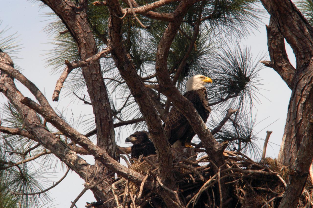 High in a pine tree at NASA's Kennedy Space Center, an adult bald eagle (right) and a fledgling keep watch from their nest. There are approximately a dozen active bald eagle nests both in KSC and in the Merritt Island National Wildlife Refuge, which surrounds KSC. The refuge includes several wading bird rookeries, many osprey nests, up to 400 manatees during the spring, and approximately 2,500 Florida scrub jays. It also is a major wintering area for migratory birds. More than 500 species of wildlife inhabit the refuge, with 15 considered federally threatened or endangered. 