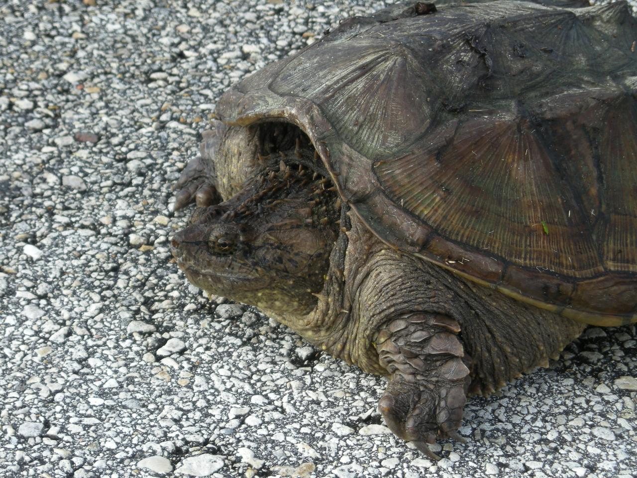 A rare photo of a Florida snapping turtle out in the open on Beach Road, near NASA's Kennedy Space Center. Found only in Florida and Georgia, this species is related to the common snapping turtle. It is considered a dangerous turtle because it can snap very quickly with its extremely strong jaws. Its tail, which is almost as long as its shell, has saw-edges along the top. The shell also has rough points down the middle. The shell is tan to dark brown and may have green algae growing on it. It can grow to 17 inches long and weigh 45 pounds. Snapping turtles usually live in ponds under the shadows and don’t like to rest in the sun like most turtles. They eat almost anything: water bugs, fish, lizards, small birds, mice, plants and even dead animals.