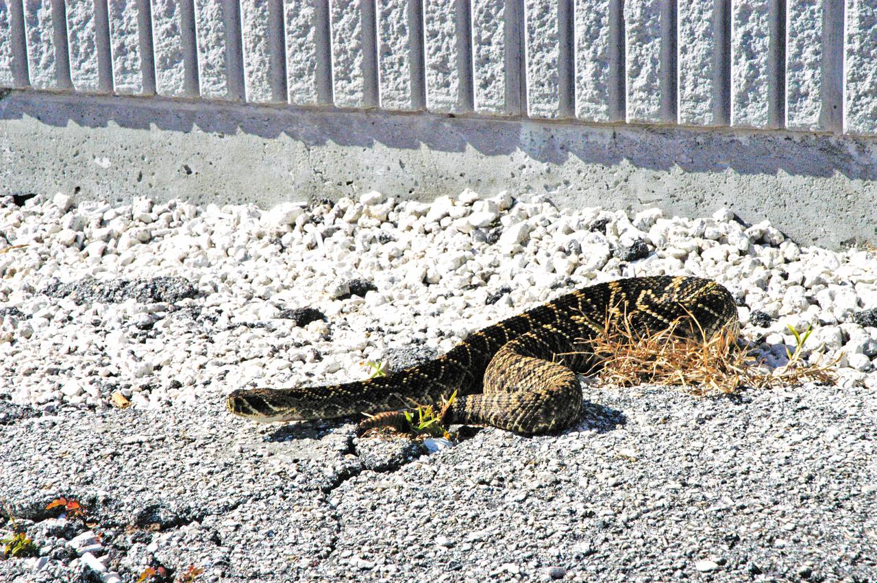 An eastern diamondback rattlesnake warms in the sun near the NASA News Center at NASA's Kennedy Space Center. The diamondback is Florida's largest venomous snake and may exceed six feet in length. It lives throughout Florida in a variety of dry habitats, such as pinelands, scrub and golf courses. Kennedy shares a boundary with the Merritt Island Wildlife Nature Refuge, which is a habitat for more than 310 species of birds, 25 mammals, 117 fishes and 65 amphibians and reptiles. 