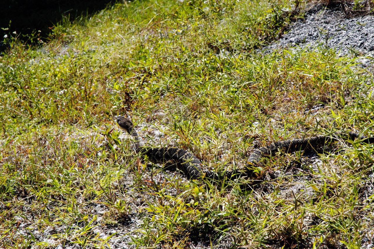 An eastern diamondback rattlesnake slithers through the grass near the NASA News Center at NASA's Kennedy Space Center. The diamondback is Florida's largest venomous snake and may exceed six feet in length. It lives throughout Florida in a variety of dry habitats, such as pinelands, scrub and golf courses. Kennedy shares a boundary with the Merritt Island Wildlife Nature Refuge, which is a habitat for more than 310 species of birds, 25 mammals, 117 fishes and 65 amphibians and reptiles.