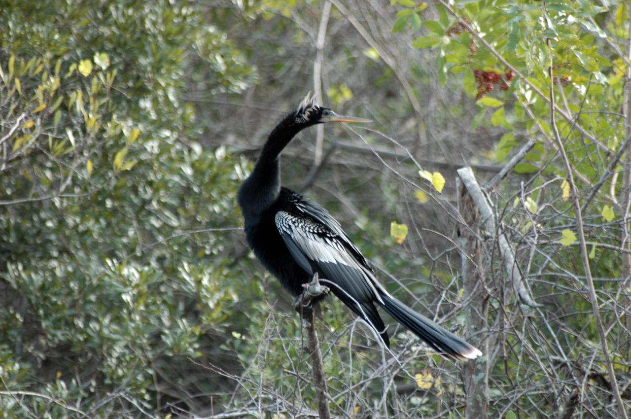 KENNEDY SPACE CENTER, FLA. -- This bird seen at NASA's Kennedy Space Center resembles the anhinga that inhabits southern freshwater ponds and swamps. Its long, dagger-shaped, serrated bill is ideally suited for catching fish, which it spears and then flips into the air and gulps down headfirst. It can frequently be seen perched with wings half-open to dry them in the sun since they lack oil glands with which to preen. KSC shares a boundary with the Merritt Island Wildlife Nature Refuge. The refuge is a habitat for more than 310 species of birds, 25 mammals, 117 fishes and 65 amphibians and reptiles. In addition, the Refuge supports 19 endangered or threatened wildlife species on Federal or State lists, more than any other single refuge in the U.S. Photo credit: NASA/Ken Thornsley