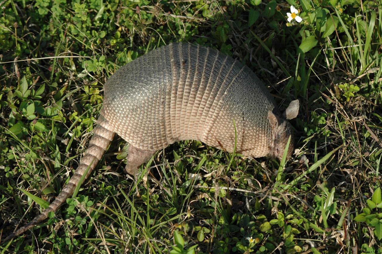 KENNEDY SPACE CENTER, FLA. -- Seen at NASA's Kennedy Space Center, this nine-banded armadillo may be looking for food. Introduced to Florida in the early 1900's, this species is found statewide in areas with dense ground cover and sandy soil. Nine bands of plates cover the body from shoulder to hip and 12 bands cover the long tail. It has a small, tapered head and snout and a long tongue. Its ears are long and hairless. It has sparse white hairs on its belly. Its diet is composed of insects, especially beetles, and other invertebrates plus some plant foods such as cedars and beautyberries. It is primarily nocturnal, sedentary, solitary and a burrower. It digs a series of dens. The multiple entrances are usually protected by stumps, palmettos, or trees. Many other animals also use armadillo dens. KSC shares a boundary with the Merritt Island Wildlife Nature Refuge. The refuge is a habitat for more than 310 species of birds, 25 mammals, 117 fishes and 65 amphibians and reptiles. In addition, the Refuge supports 19 endangered or threatened wildlife species on Federal or State lists, more than any other single refuge in the U.S. Photo credit: NASA/Ken Thornsley