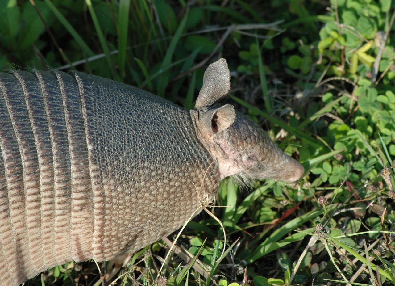 KENNEDY SPACE CENTER, FLA. -- Seen at NASA's Kennedy Space Center, this nine-banded armadillo may be looking for food. Introduced to Florida in the early 1900's, this species is found statewide in areas with dense ground cover and sandy soil. Nine bands of plates cover the body from shoulder to hip and 12 bands cover the long tail. It has a small, tapered head and snout and a long tongue. Its ears are long and hairless. It has sparse white hairs on its belly. Its diet is composed of insects, especially beetles, and other invertebrates plus some plant foods such as cedars and beautyberries. It is primarily nocturnal, sedentary, solitary and a burrower. It digs a series of dens. The multiple entrances are usually protected by stumps, palmettos, or trees. Many other animals also use armadillo dens. KSC shares a boundary with the Merritt Island Wildlife Nature Refuge. The refuge is a habitat for more than 310 species of birds, 25 mammals, 117 fishes and 65 amphibians and reptiles. In addition, the Refuge supports 19 endangered or threatened wildlife species on Federal or State lists, more than any other single refuge in the U.S. Photo credit: NASA/Ken Thornsley
