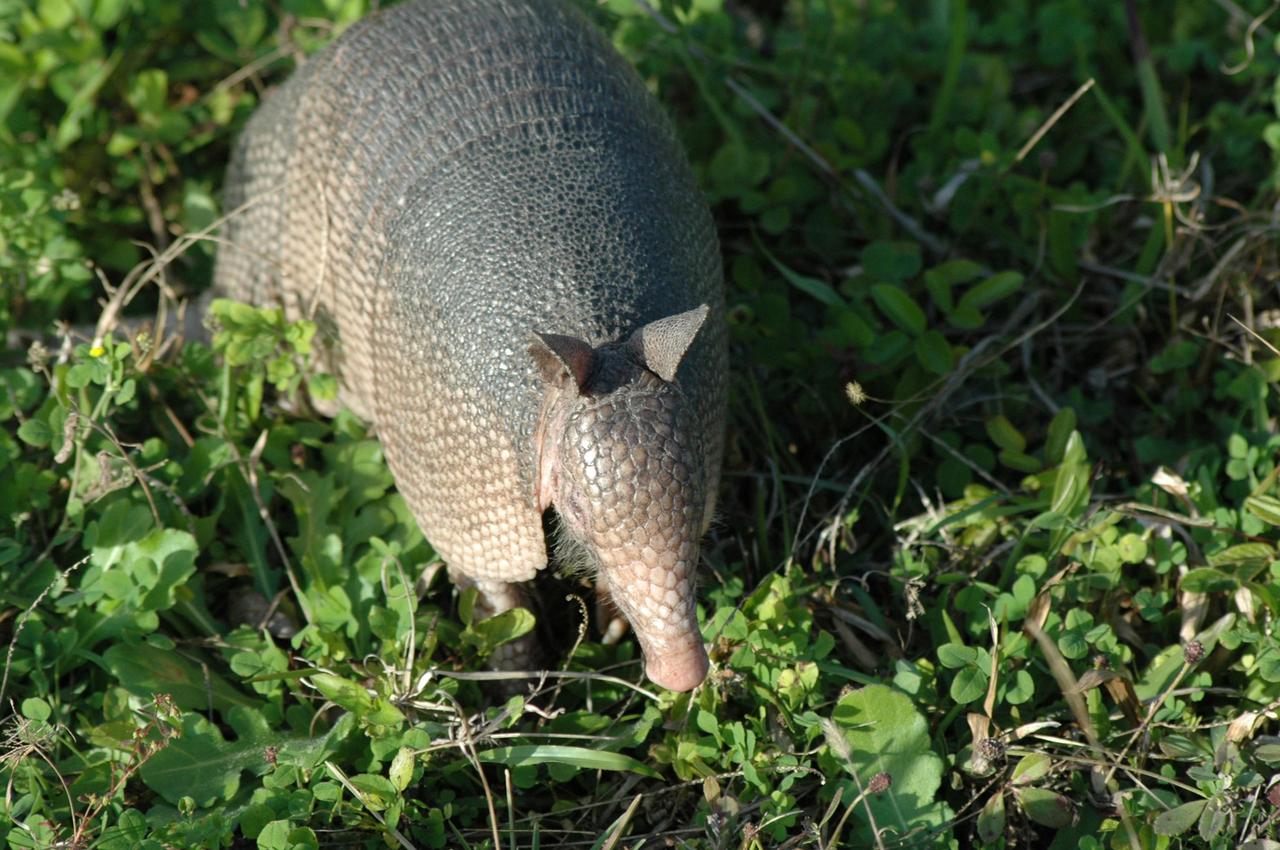 KENNEDY SPACE CENTER, FLA. -- Seen at NASA's Kennedy Space Center, this nine-banded armadillo may be looking for food. Introduced to Florida in the early 1900's, this species is found statewide in areas with dense ground cover and sandy soil. Nine bands of plates cover the body from shoulder to hip and 12 bands cover the long tail. It has a small, tapered head and snout and a long tongue. Its ears are long and hairless. It has sparse white hairs on its belly. Its diet is composed of insects, especially beetles, and other invertebrates plus some plant foods such as cedars and beautyberries. It is primarily nocturnal, sedentary, solitary and a burrower. It digs a series of dens. The multiple entrances are usually protected by stumps, palmettos, or trees. Many other animals also use armadillo dens. KSC shares a boundary with the Merritt Island Wildlife Nature Refuge. The refuge is a habitat for more than 310 species of birds, 25 mammals, 117 fishes and 65 amphibians and reptiles. In addition, the Refuge supports 19 endangered or threatened wildlife species on Federal or State lists, more than any other single refuge in the U.S. Photo credit: NASA/Ken Thornsley