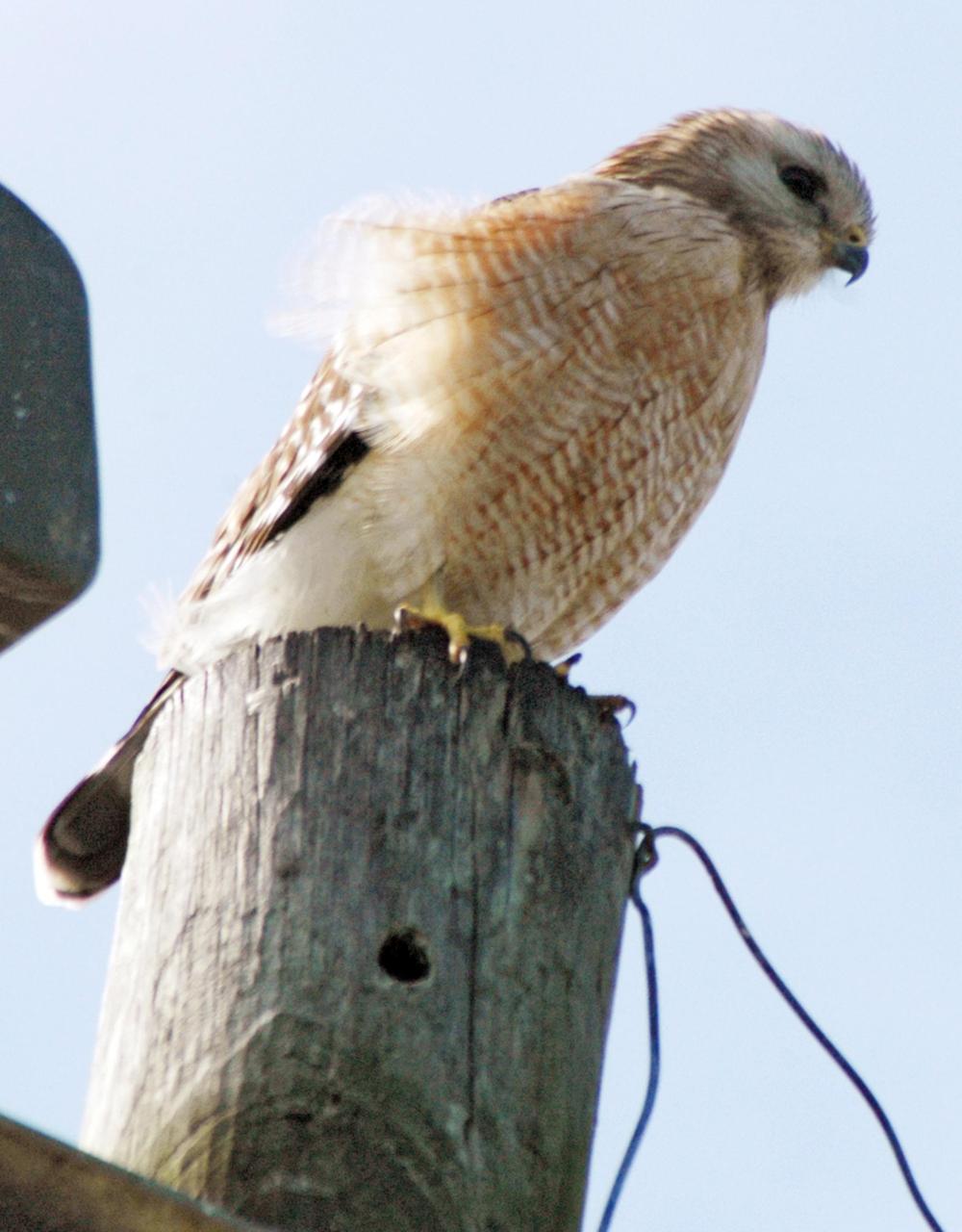 KENNEDY SPACE CENTER, FLA. --  This young red-shouldered hawk perches on a roadside pole inside NASA's Kennedy Space Center.  The habitat of these hawks is deciduous woodlands, especially near standing water, frequently found in lowlands such as swampy woods and bogs. They range throughout the eastern half of the United States.  KSC shares a boundary with the Merritt Island Wildlife Nature Refuge. The refuge is a habitat for more than 310 species of birds, 25 mammals, 117 fishes and 65 amphibians and reptiles. In addition, the Refuge supports 19 endangered or threatened wildlife species on Federal or State lists, more than any other single refuge in the U.S.  Photo credit: NASA/Ken Thornsley