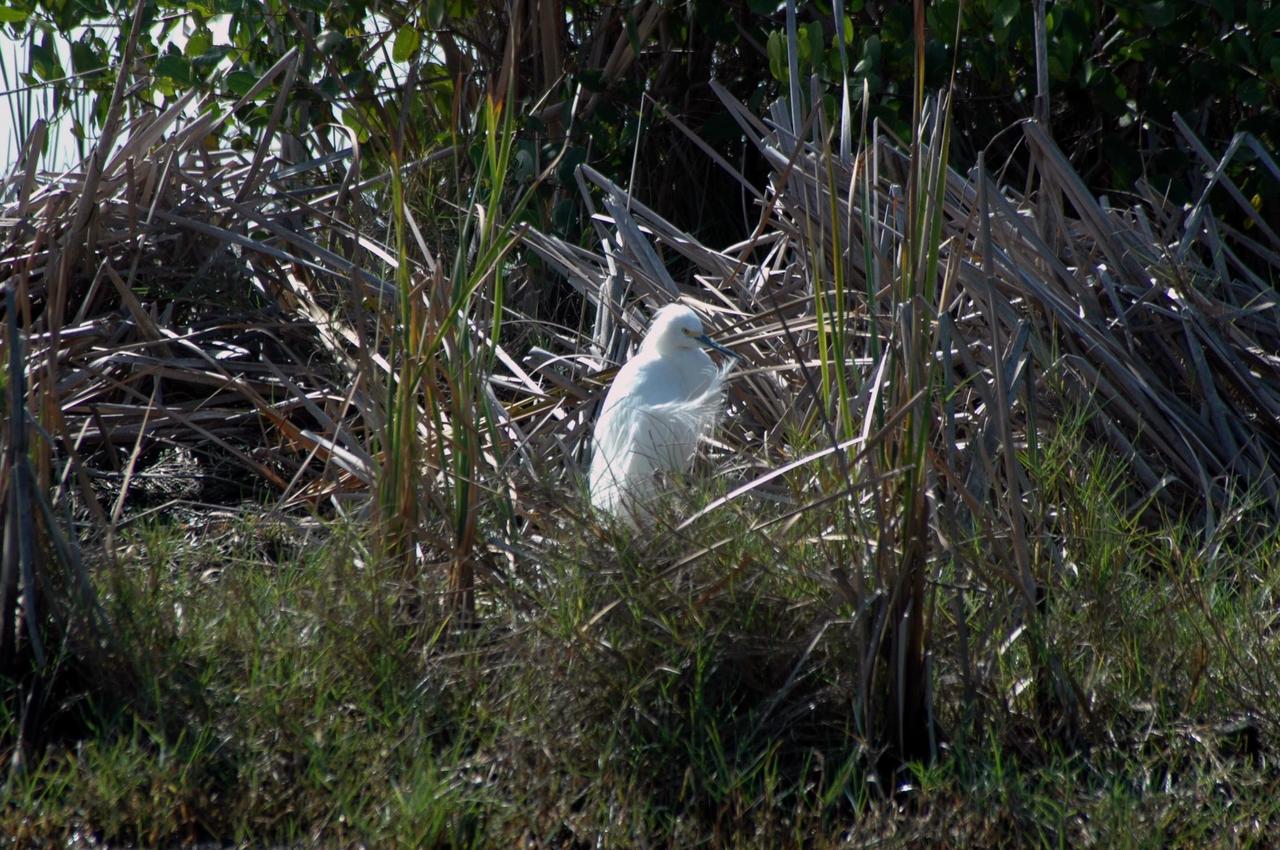 KENNEDY SPACE CENTER, FLA. -- A snowy egret is spotted in the midst of reeds near a pond on NASA's Kennedy Space Center.  A type of heron, the snowy egret inhabits salt marshes, ponds, rice fields and shallow coastal bays ranging from Maine to southern South America on the east coast.  It can also be found in California and Oklahoma to the Gulf of Mexico.  KSC shares a boundary with the Merritt Island Wildlife Nature Refuge. The refuge is a habitat for more than 310 species of birds, 25 mammals, 117 fishes and 65 amphibians and reptiles. In addition, the Refuge supports 19 endangered or threatened wildlife species on Federal or State lists, more than any other single refuge in the U.S.  Photo credit: NASA/Ken Thornsley