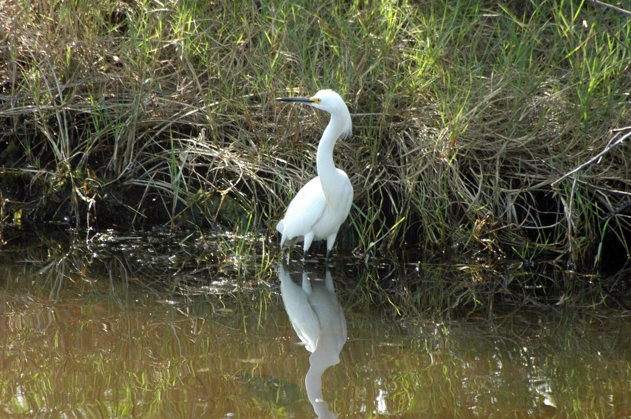 KENNEDY SPACE CENTER, FLA. -- A snowy egret is on the lookout for food in a pond on NASA's Kennedy Space Center.  A type of heron, the snowy egret inhabits salt marshes, ponds, rice fields and shallow coastal bays ranging from Maine to southern South America on the east coast.  It can also be found in California and Oklahoma to the Gulf of Mexico.  KSC shares a boundary with the Merritt Island Wildlife Nature Refuge. The refuge is a habitat for more than 310 species of birds, 25 mammals, 117 fishes and 65 amphibians and reptiles. In addition, the Refuge supports 19 endangered or threatened wildlife species on Federal or State lists, more than any other single refuge in the U.S.  Photo credit: NASA/Ken Thornsley