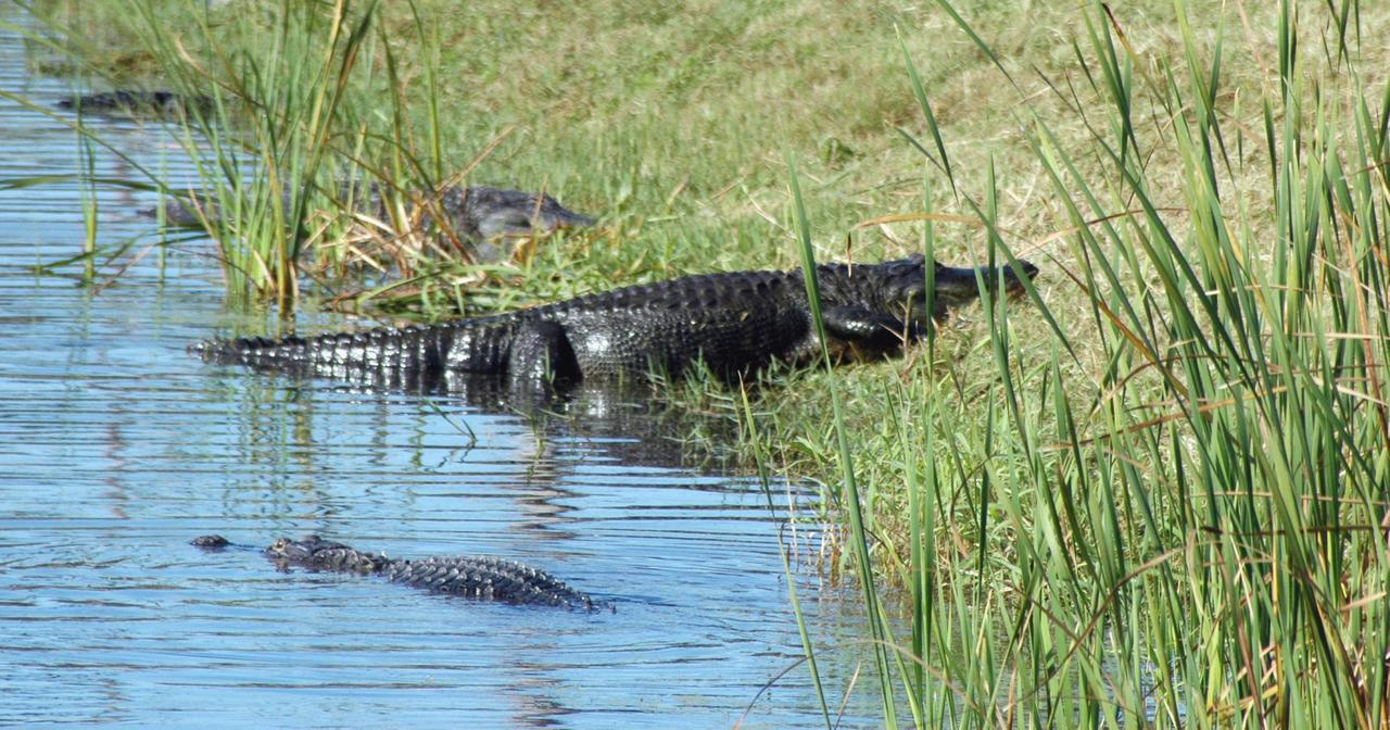 KENNEDY SPACE CENTER, FLA. --  On NASA's Kennedy Space Center, alligators begin climbing out of a pond to sunbathe on the bank. American alligators feed and rest in the water, and lay their eggs in dens they dig into the banks. The young alligators spend their first several weeks in these dens.  A protected species, alligators can be spotted in the drainage canals and other waters surrounding KSC. KSC shares a boundary with the Merritt Island Wildlife Nature Refuge. The refuge is a habitat for more than 310 species of birds, 25 mammals, 117 fishes and 65 amphibians and reptiles. In addition, the Refuge supports 19 endangered or threatened wildlife species on Federal or State lists, more than any other single refuge in the U.S.  Photo credit: NASA/Ken Thornsley