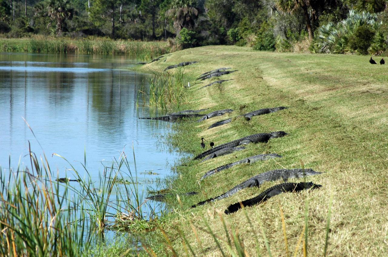 KENNEDY SPACE CENTER, FLA. --  On NASA's Kennedy Space Center, the bank of a pond provides the perfect spot for sunbathing alligators.  American alligators feed and rest in the water, and lay their eggs in dens they dig into the banks. The young alligators spend their first several weeks in these dens.  A protected species, alligators can be spotted in the drainage canals and other waters surrounding KSC.  KSC shares a boundary with the Merritt Island Wildlife Nature Refuge. The refuge is a habitat for more than 310 species of birds, 25 mammals, 117 fishes and 65 amphibians and reptiles. In addition, the Refuge supports 19 endangered or threatened wildlife species on Federal or State lists, more than any other single refuge in the U.S.  Photo credit: NASA/Ken Thornsley