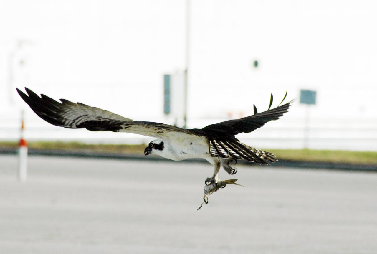 KENNEDY SPACE CENTER, FLA. --  Near the Kennedy Space Center News Center, in the Launch Complex 39 area, a male Osprey takes flight with part of a fish clutched in its talons.  The bird is one of more than 500 species of birds that co-exist at the Center and the Merritt Island National Wildlife Refuge.  Photo credit: NASA/Ken Thornsley