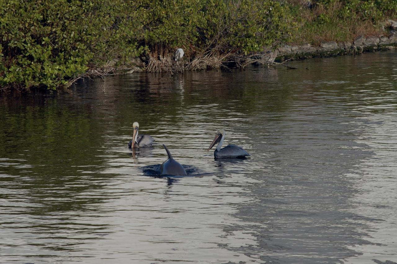 KENNEDY SPACE CENTER, FLA. -- In the turn basin near the Vehicle Assembly Building, a dolphin interrupts two white pelicans swimming near the shore.  White pelicans winter from Florida and southern California to Panama, chiefly in coastal lagoons, and usually in colonies.  The turn basin was carved out of the Banana River when Kennedy Space Center was built.  KSC shares a boundary with the Merritt Island Wildlife Nature Refuge. The refuge is a habitat for more than 310 species of birds, 25 mammals, 117 fishes and 65 amphibians and reptiles. In addition, the Refuge supports 19 endangered or threatened wildlife species on Federal or State lists, more than any other single refuge in the U.S.   Photo credit: NASA/Jim Grossmann