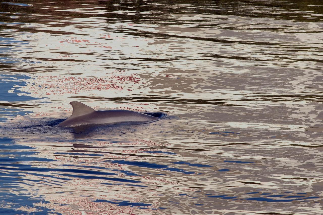 KENNEDY SPACE CENTER, FLA. -- A dolphin silently glides through the water of the turn basin near the Vehicle Assembly Building of NASA's Kennedy Space Center. The turn basin was carved out of the Banana River when Kennedy Space Center was built. Dolphins frequent bays and coastlines, usually in depths under 20 meters. While some pods take up permanent residence and establish home waters, others are migratory and swim considerable distances from coast to coast. Dolphins are a frequent sight in the rivers around KSC, which shares a boundary with the Merritt Island Wildlife Nature Refuge. KSC shares a boundary with the Merritt Island Wildlife Nature Refuge. The refuge is a habitat for more than 310 species of birds, 25 mammals, 117 fishes and 65 amphibians and reptiles. In addition, the Refuge supports 19 endangered or threatened wildlife species on Federal or State lists, more than any other single refuge in the U.S. Photo credit: NASA/Jim Grossmann