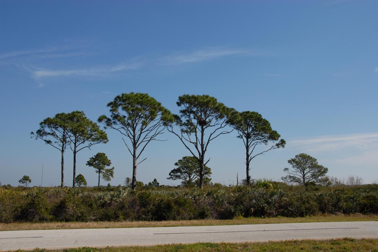 KENNEDY SPACE CENTER, FLA. --  A recent addition to the eagle nests in the Merritt Island National Wildlife Refuge is seen here in this group of tall pine trees, second from the right, not far from the roadside in NASA's Kennedy Space Center. There are approximately a dozen active bald eagle nests both in KSC and in the refuge, which surrounds KSC.  The refuge is a habitat for more than 310 species of birds, 25 mammals, 117 fishes and 65 amphibians and reptiles. In addition, the refuge supports 19 endangered or threatened wildlife species on Federal or State lists, more than any other single refuge in the U.S.  Photo credit: NASA/Ken Thornsley