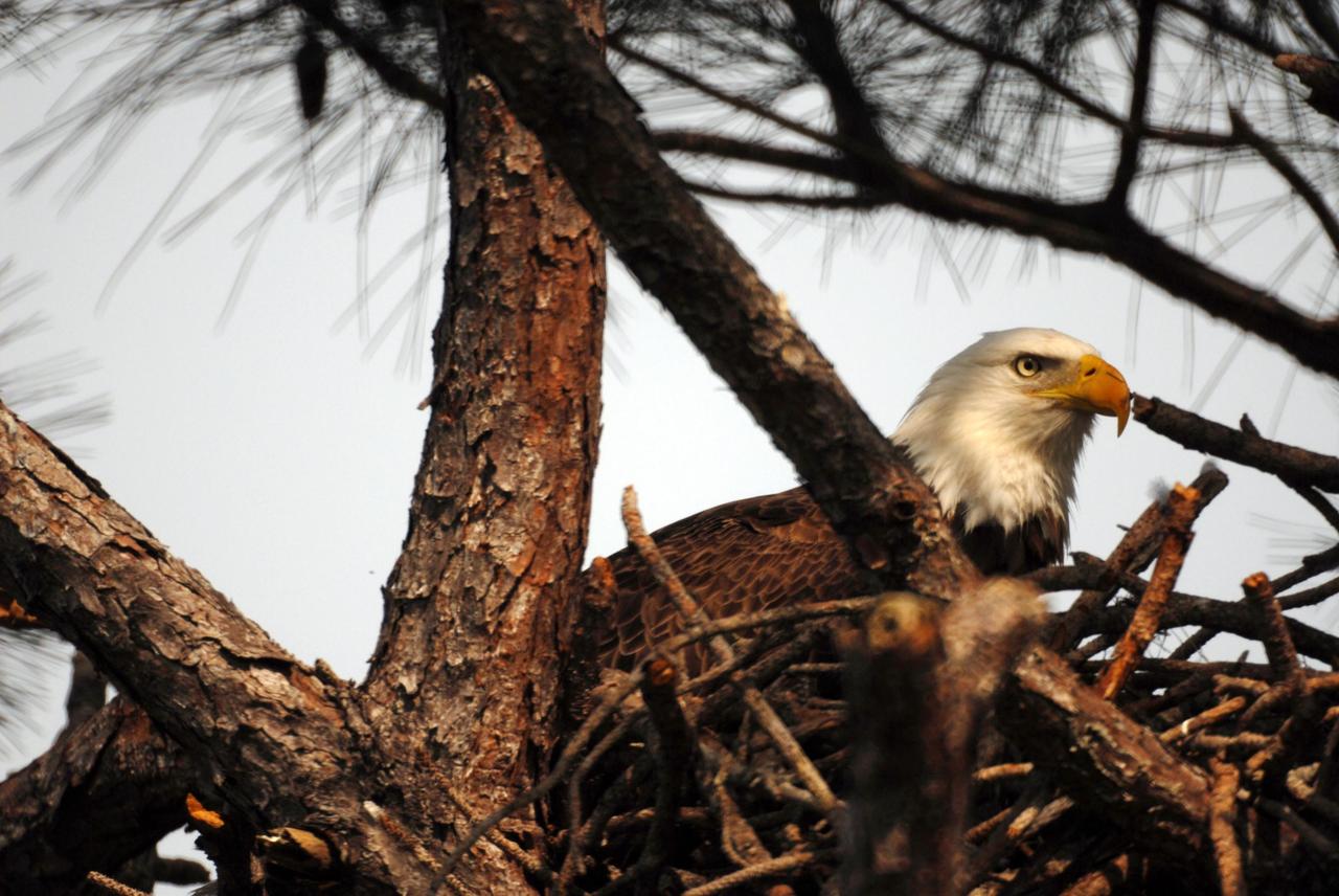 KENNEDY SPACE CENTER, FLA. --  This eagle is wary of the photographer as she sits in her nest, a new one constructed in a tall pine tree not far from the roadside in NASA's Kennedy Space Center. There are approximately a dozen active bald eagle nests both in KSC and in the Merritt Island National Wildlife Refuge, which surrounds KSC. The refuge is a habitat for more than 310 species of birds, 25 mammals, 117 fishes and 65 amphibians and reptiles. In addition, the refuge supports 19 endangered or threatened wildlife species on Federal or State lists, more than any other single refuge in the U.S.  Photo credit: NASA/Ken Thornsley