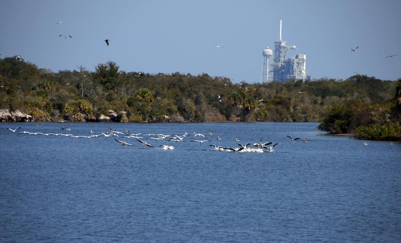 KENNEDY SPACE CENTER, FLA. --   A flock of white pelicans splash down in the turn basin near one of the launch pads at NASA's Kennedy Space Center.  White pelicans winter from Florida and southern California to Panama, chiefly in coastal lagoons, and usually in colonies.  The turn basin was carved out of the Banana River when Kennedy Space Center was built.  KSC shares a boundary with the Merritt Island National Wildlife Refuge. The refuge is a habitat for more than 310 species of birds, 25 mammals, 117 fishes and 65 amphibians and reptiles. In addition, the refuge supports 19 endangered or threatened wildlife species on Federal or State lists, more than any other single refuge in the U.S.  Photo credit: NASA/Ken Thornsley