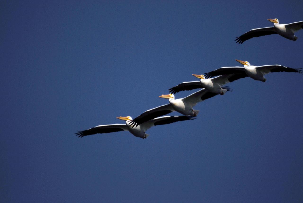 KENNEDY SPACE CENTER, FLA. --   In formation, a flock of white pelicans cruise through the blue sky over NASA's Kennedy Space Center.  White pelicans winter from Florida and southern California to Panama, chiefly in coastal lagoons, and usually in colonies.  The turn basin was carved out of the Banana River when Kennedy Space Center was built. KSC shares a boundary with the Merritt Island National Wildlife Refuge. The refuge is a habitat for more than 310 species of birds, 25 mammals, 117 fishes and 65 amphibians and reptiles. In addition, the refuge supports 19 endangered or threatened wildlife species on Federal or State lists, more than any other single refuge in the U.S.  Photo credit: NASA/Ken Thornsley