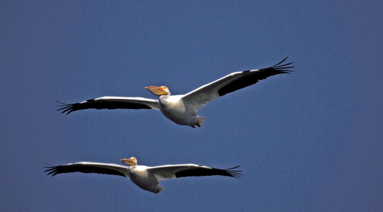 KENNEDY SPACE CENTER, FLA. --   White pelicans cruise through the blue sky over NASA's Kennedy Space Center.  White pelicans winter from Florida and southern California to Panama, chiefly in coastal lagoons, and usually in colonies.  The turn basin was carved out of the Banana River when Kennedy Space Center was built. KSC shares a boundary with the Merritt Island National Wildlife Refuge.  The refuge is a habitat for more than 310 species of birds, 25 mammals, 117 fishes and 65 amphibians and reptiles. In addition, the refuge supports 19 endangered or threatened wildlife species on Federal or State lists, more than any other single refuge in the U.S.  Photo credit: NASA/Ken Thornsley