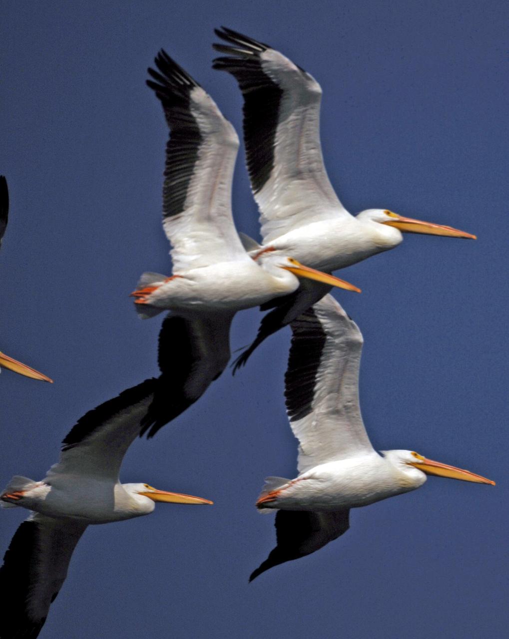 KENNEDY SPACE CENTER, FLA. --   In formation, a flock of white pelicans cruise through the blue sky over NASA's Kennedy Space Center.  White pelicans winter from Florida and southern California to Panama, chiefly in coastal lagoons, and usually in colonies.  The turn basin was carved out of the Banana River when Kennedy Space Center was built. KSC shares a boundary with the Merritt Island National Wildlife Refuge. The refuge is a habitat for more than 310 species of birds, 25 mammals, 117 fishes and 65 amphibians and reptiles. In addition, the refuge supports 19 endangered or threatened wildlife species on Federal or State lists, more than any other single refuge in the U.S.  Photo credit: NASA/Ken Thornsley
