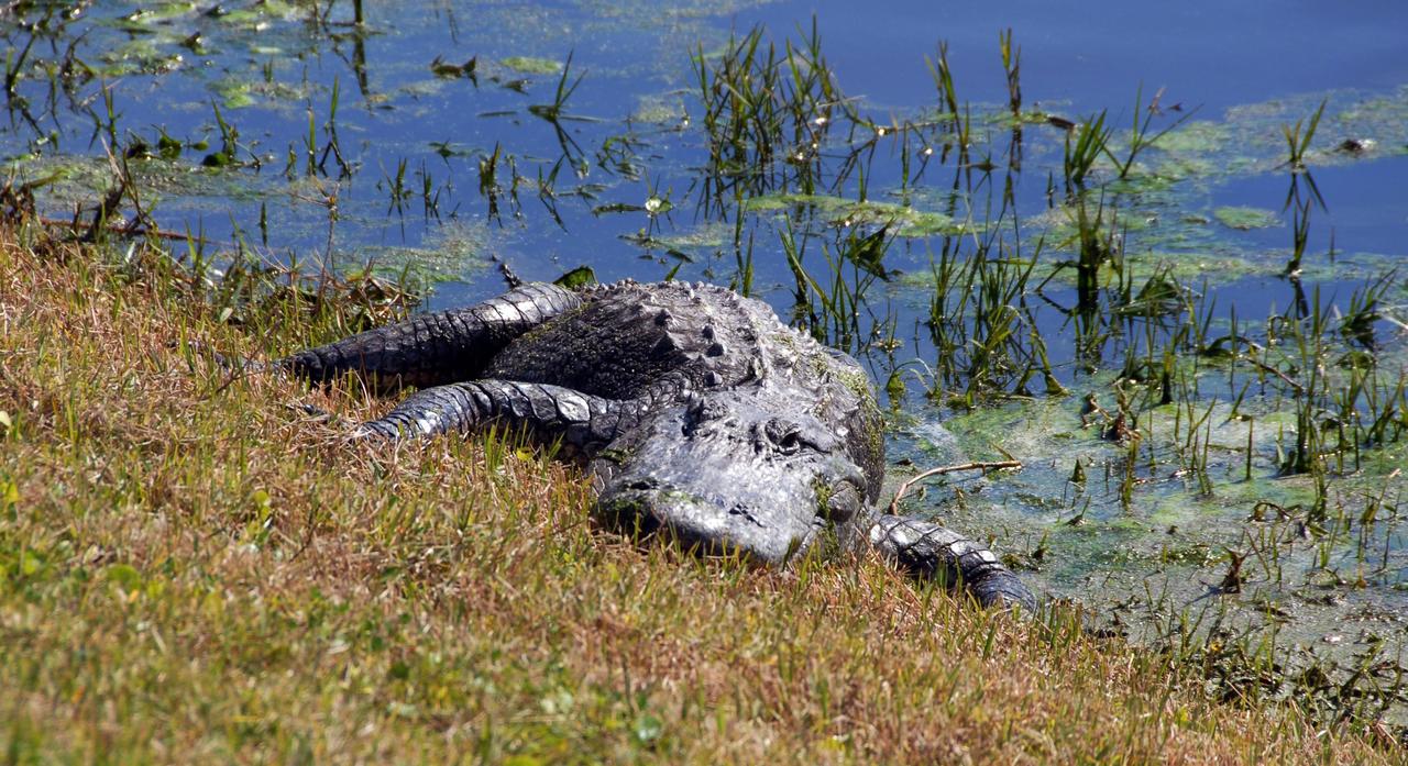 KENNEDY SPACE CENTER, FLA. --   A large alligator suns on the bank of a pond within NASA's Kennedy Space Center.  A protected species, alligators can be spotted in the drainage canals and other waters surrounding KSC.  American alligators feed and rest in the water, and lay their eggs in dens they dig into the banks. The young alligators spend their first several weeks in these dens. KSC shares a boundary with the Merritt Island National Wildlife Refuge. The refuge is a habitat for more than 310 species of birds, 25 mammals, 117 fishes and 65 amphibians and reptiles. In addition, the refuge supports 19 endangered or threatened wildlife species on Federal or State lists, more than any other single refuge in the U.S.  Photo credit: NASA/Ken Thornsley