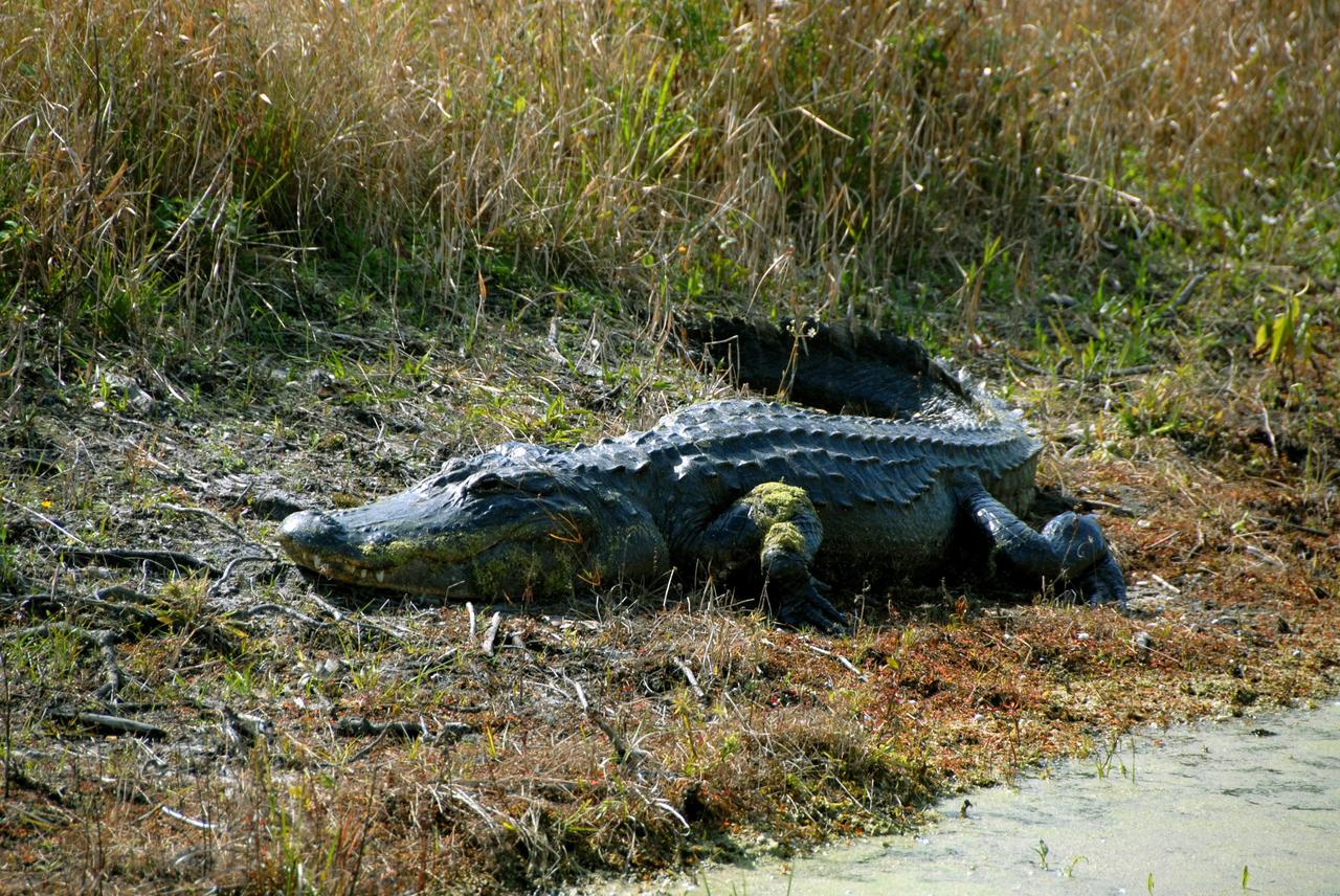 KENNEDY SPACE CENTER, FLA. --    Partly covered with moss (foreleg and mouth), a large alligator suns on the bank of a pond within NASA's Kennedy Space Center.  A protected species, alligators can be spotted in the drainage canals and other waters surrounding KSC.  American alligators feed and rest in the water, and lay their eggs in dens they dig into the banks. The young alligators spend their first several weeks in these dens. KSC shares a boundary with the Merritt Island National Wildlife Refuge. The refuge is a habitat for more than 310 species of birds, 25 mammals, 117 fishes and 65 amphibians and reptiles. In addition, the refuge supports 19 endangered or threatened wildlife species on Federal or State lists, more than any other single refuge in the U.S.  Photo credit: NASA/Ken Thornsley
