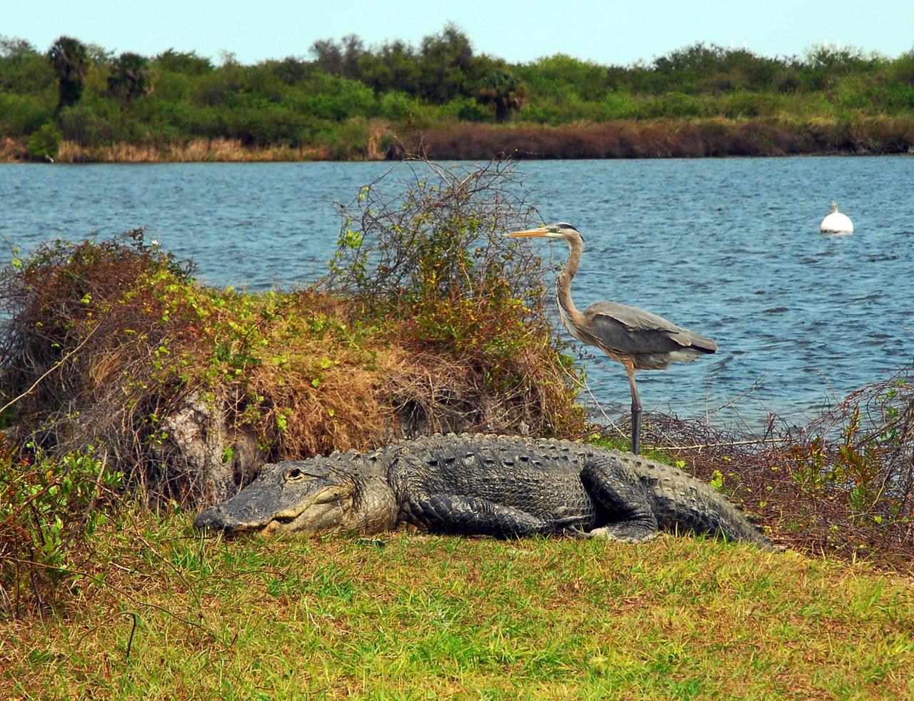 KENNEDY SPACE CENTER, FLA. -- A large alligator on the bank of a creek in NASA's Kennedy Space Center seems to ignore the great blue heron standing behind it. A protected species, alligators can be spotted in the drainage canals and other waters surrounding KSC. The center shares a boundary with the Merritt Island Wildlife Nature Refuge, which is a habitat for more than 310 species of birds, 25 mammals, 117 fishes and 65 amphibians and reptiles. In addition, the Refuge supports 19 endangered or threatened wildlife species on Federal or State lists, more than any other single refuge in the U.S. Photo credit: NASA/Amanda Diller