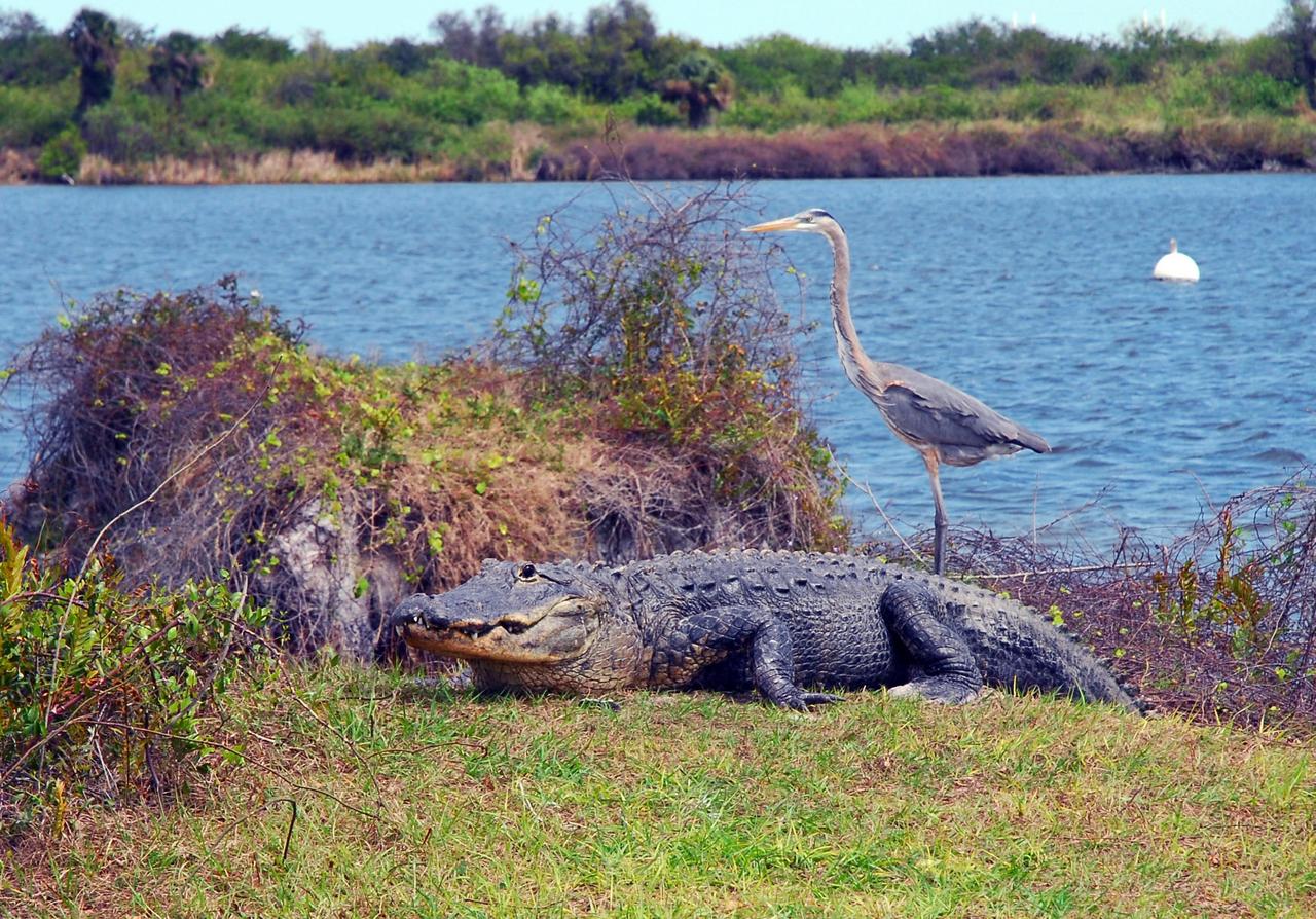 KENNEDY SPACE CENTER, FLA. -- A large alligator on the bank of a creek in NASA's Kennedy Space Center rests its head, apparently ignoring the great blue heron standing behind it. A protected species, alligators can be spotted in the drainage canals and other waters surrounding KSC. The center shares a boundary with the Merritt Island Wildlife Nature Refuge, which is a habitat for more than 310 species of birds, 25 mammals, 117 fishes and 65 amphibians and reptiles. In addition, the Refuge supports 19 endangered or threatened wildlife species on Federal or State lists, more than any other single refuge in the U.S. Photo credit: NASA/Amanda Diller