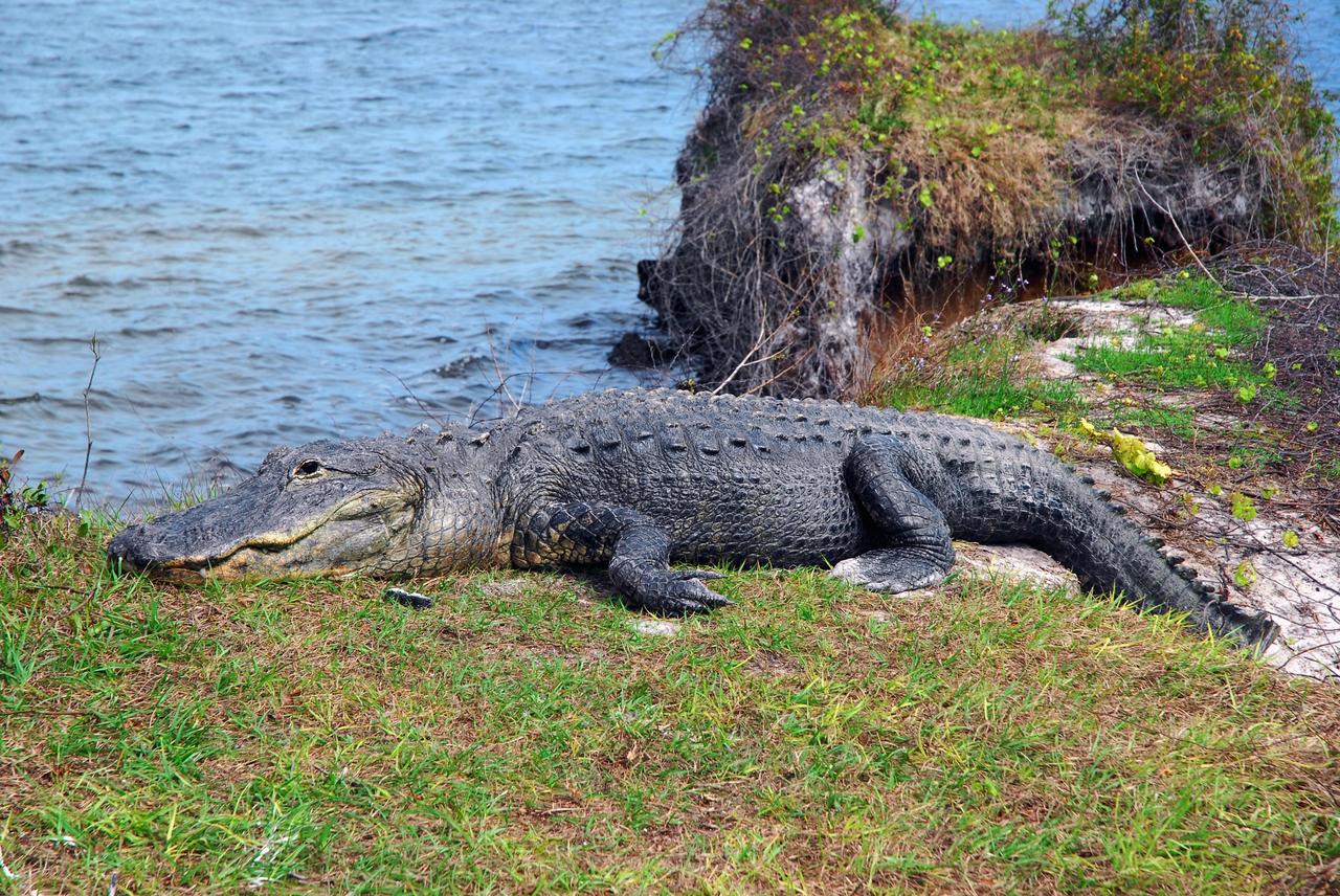 KENNEDY SPACE CENTER, FLA. -- Undisturbed by any fauna nearby, a large alligator basks in the sun on the bank of a creek in NASA's Kennedy Space Center. A protected species, alligators can be spotted in the drainage canals and other waters surrounding KSC. The center shares a boundary with the Merritt Island Wildlife Nature Refuge, which is a habitat for more than 310 species of birds, 25 mammals, 117 fishes and 65 amphibians and reptiles. In addition, the Refuge supports 19 endangered or threatened wildlife species on Federal or State lists, more than any other single refuge in the U.S. Photo credit: NASA/Amanda Diller