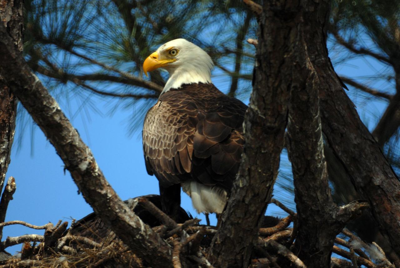 KENNEDY SPACE CENTER, FLA. --  This mother eagle appears wary as she stands in her nest at the north end of S.R. 3 near Kennedy Space Center.  The resident eagle parents are raising two offspring. It is one of a dozen eagle nests both in KSC and in the Merritt Island National Wildlife Refuge, which surrounds KSC. The refuge includes several wading bird rookeries, many osprey nests, up to 400 manatees during the spring, and approximately 2,500 Florida scrub jays.  It also is a major wintering area for migratory birds. More than 500 species of wildlife inhabit the refuge, with 15 considered federally threatened or endangered.  Photo credit: NASA/Ken Thornsley