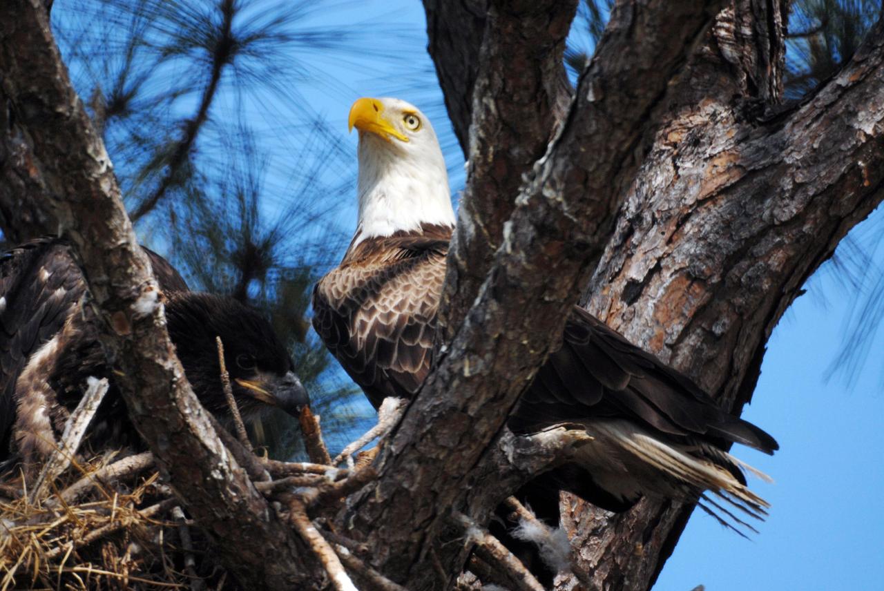 KENNEDY SPACE CENTER, FLA. --  This mother eagle turns away from one of her offspring, at left, in their nest at the north end of S.R. 3 near Kennedy Space Center.  The resident eagle parents are raising two offspring.  This year-old nest is one of a dozen eagle nests both in KSC and in the Merritt Island National Wildlife Refuge, which surrounds KSC. The refuge includes several wading bird rookeries, many osprey nests, up to 400 manatees during the spring, and approximately 2,500 Florida scrub jays.  It also is a major wintering area for migratory birds. More than 500 species of wildlife inhabit the refuge, with 15 considered federally threatened or endangered.  Photo credit: NASA/Ken Thornsley