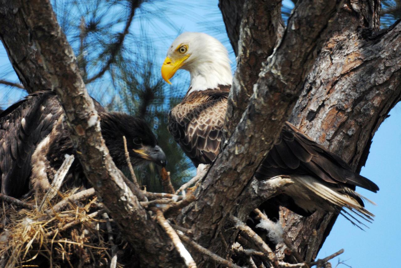 KENNEDY SPACE CENTER, FLA. --  This mother eagle looks at one of her offspring, at left, in their nest at the north end of S.R. 3 near Kennedy Space Center.  The resident eagle parents are raising two offspring.  This year-old nest is one of a dozen eagle nests both in KSC and in the Merritt Island National Wildlife Refuge, which surrounds KSC. The refuge includes several wading bird rookeries, many osprey nests, up to 400 manatees during the spring, and approximately 2,500 Florida scrub jays.  It also is a major wintering area for migratory birds. More than 500 species of wildlife inhabit the refuge, with 15 considered federally threatened or endangered.  Photo credit: NASA/Ken Thornsley
