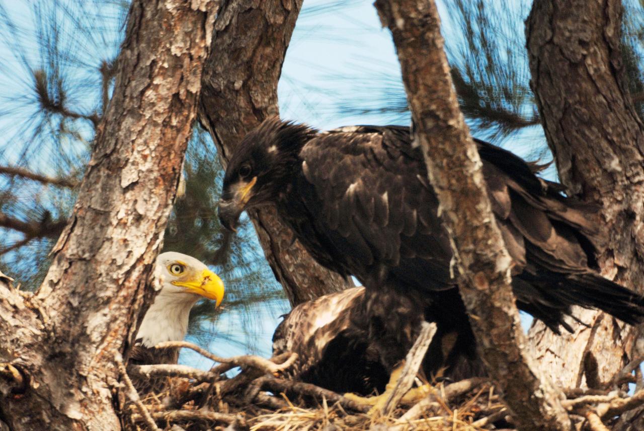 KENNEDY SPACE CENTER, FLA. -- This fledgling eagle, at right, stares at his mother, at left, in their nest at the north end of S.R. 3 near Kennedy Space Center. The resident eagle parents are raising two offspring. This year-old nest is one of a dozen eagle nests both in KSC and in the Merritt Island National Wildlife Refuge, which surrounds KSC. The refuge includes several wading bird rookeries, many osprey nests, up to 400 manatees during the spring, and approximately 2,500 Florida scrub jays. It also is a major wintering area for migratory birds. More than 500 species of wildlife inhabit the refuge, with 15 considered federally threatened or endangered. Photo credit: NASA/Ken Thornsley