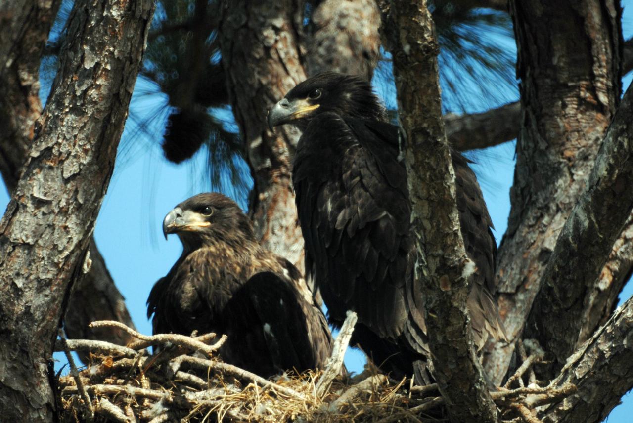 KENNEDY SPACE CENTER, FLA. --  Two fledgling eagles bear the regal look of their parents as they rest in their nest at the north end of S.R. 3 near Kennedy Space Center. This year-old nest is one of a dozen eagle nests both in KSC and in the Merritt Island National Wildlife Refuge, which surrounds KSC. The refuge includes several wading bird rookeries, many osprey nests, up to 400 manatees during the spring, and approximately 2,500 Florida scrub jays.  It also is a major wintering area for migratory birds. More than 500 species of wildlife inhabit the refuge, with 15 considered federally threatened or endangered.  Photo credit: NASA/Ken Thornsley